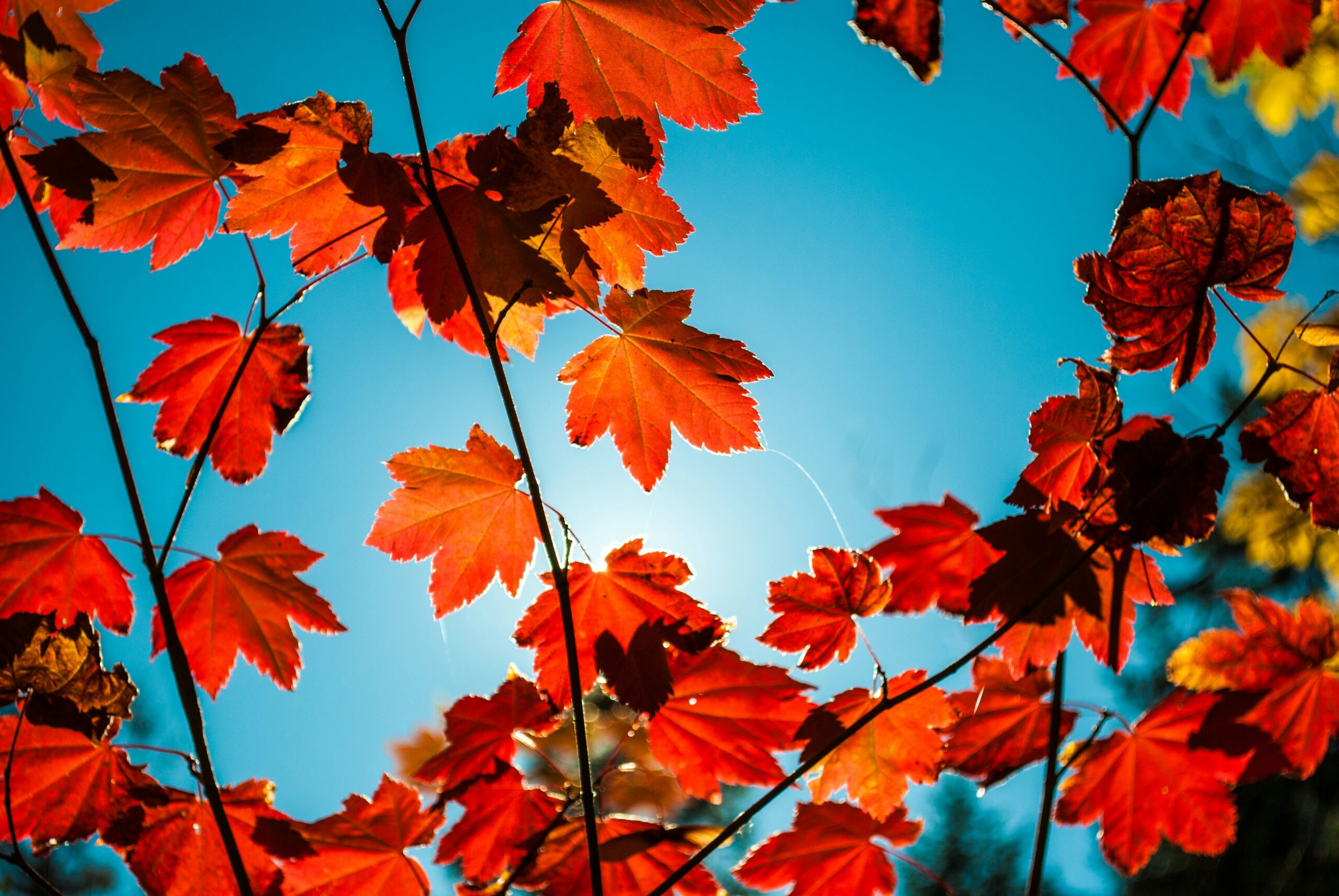 Autumn in Northumberland